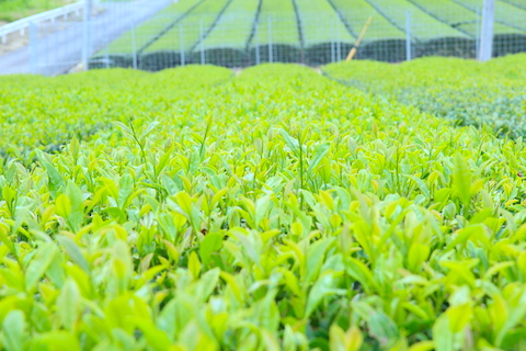 南山城村の茶畑