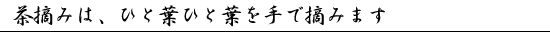 茶摘みは、ひと葉ひと葉を手で摘みます